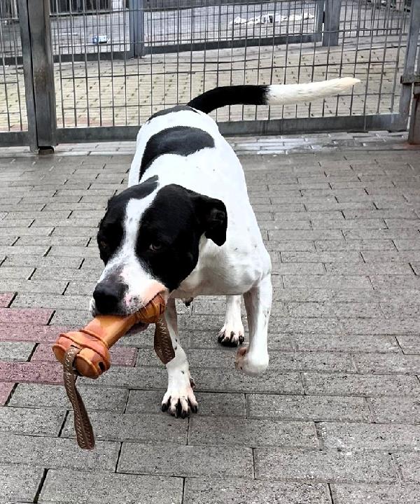 BLACK GENTILCANE Foto 9